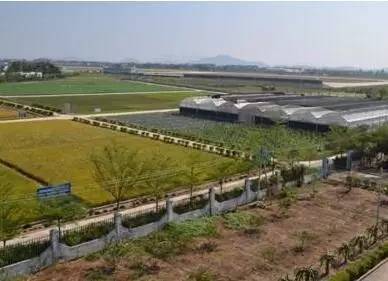 棉花缺硼了怎么辦？棉花缺硼的癥狀及施肥技術！