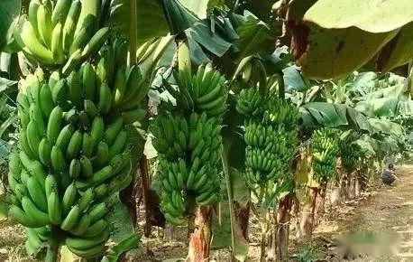 中國熱帶農業科學院海口實驗站香蕉減肥減藥增效技術集成應用取得良好效果